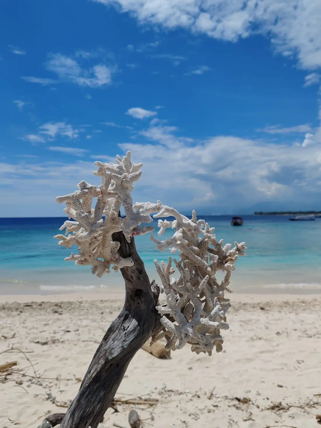 Branche de corail blanc sur sable face à une mer turquoise — lieux d'exception