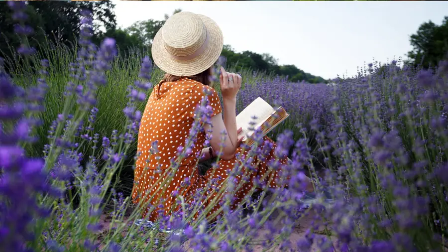 Lecture au cœur de la lavande