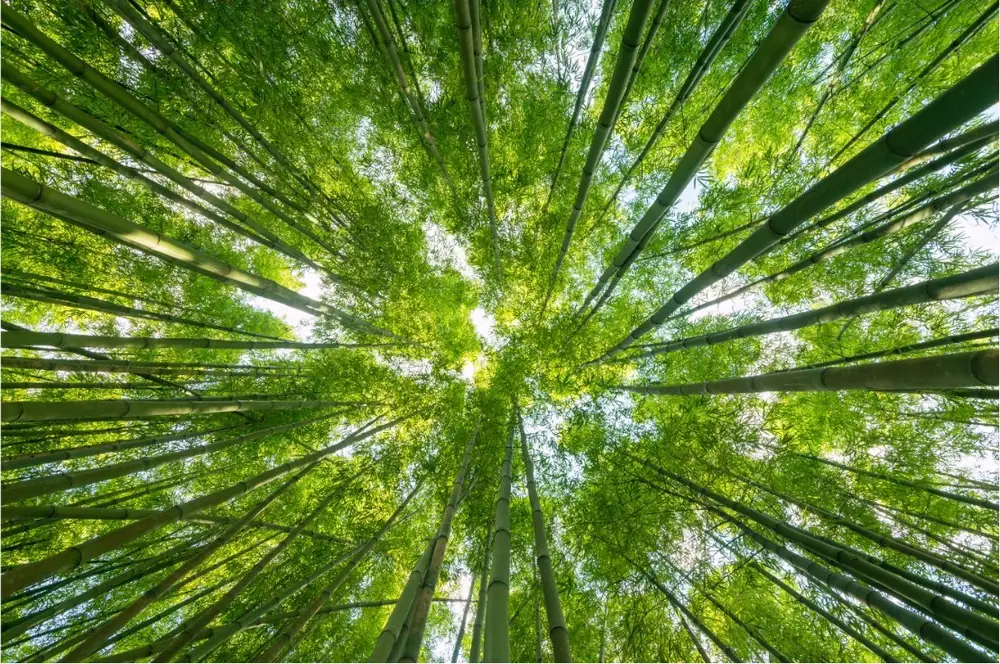 Forêt de bambous — s'ancrer dans le vivant