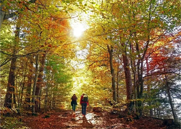 Marche en forêt d'automne