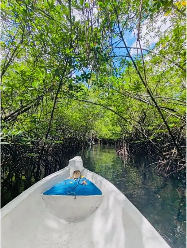 Traversée d'une mangrove en bateau — le voyage intérieur